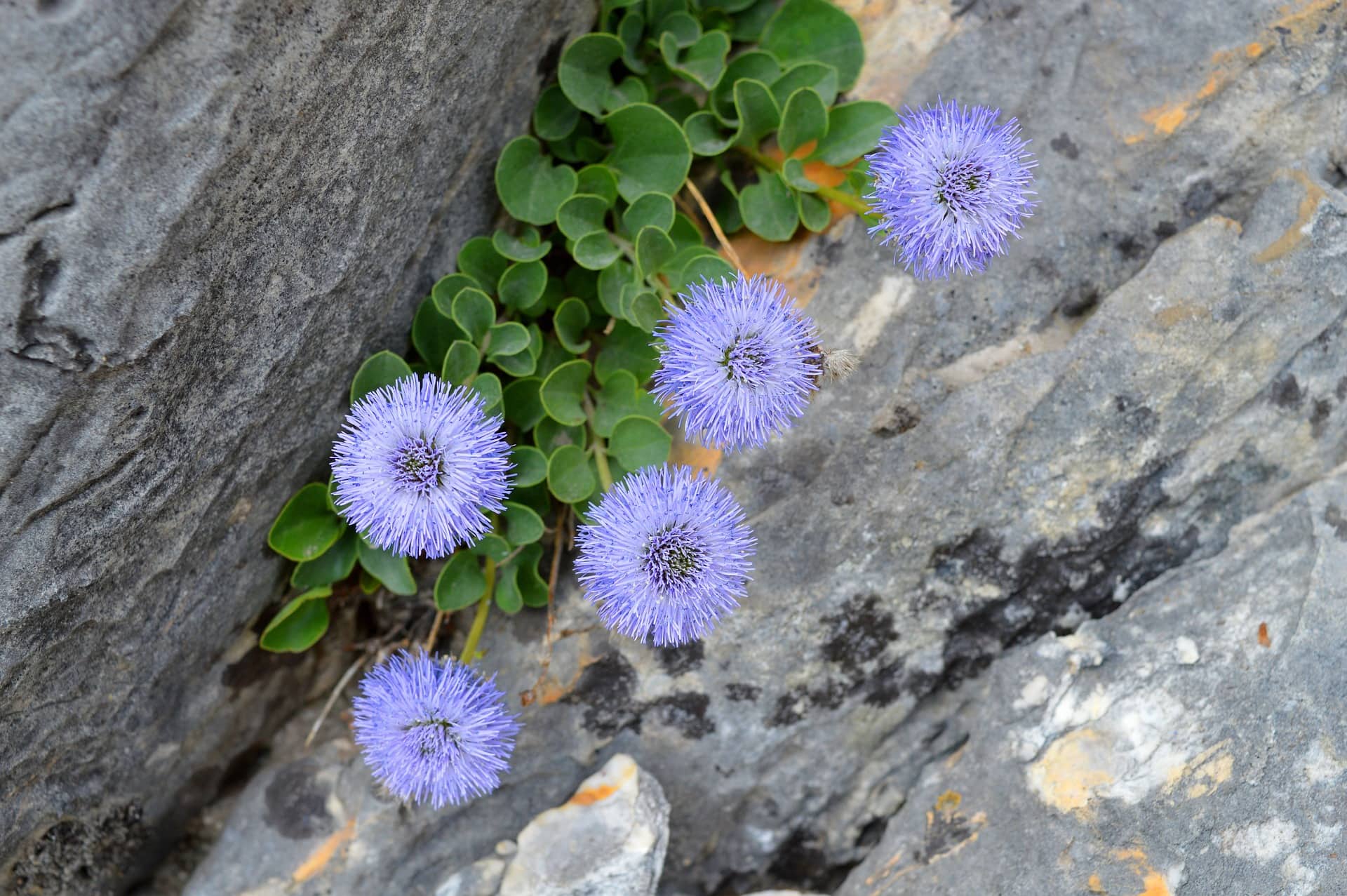 Vedovella O Globularia Delle Apuane